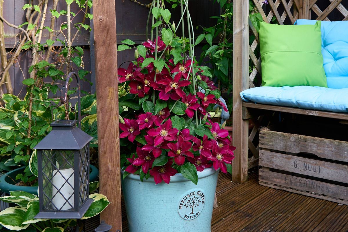 Clematis ‘Elpis’ in a pot