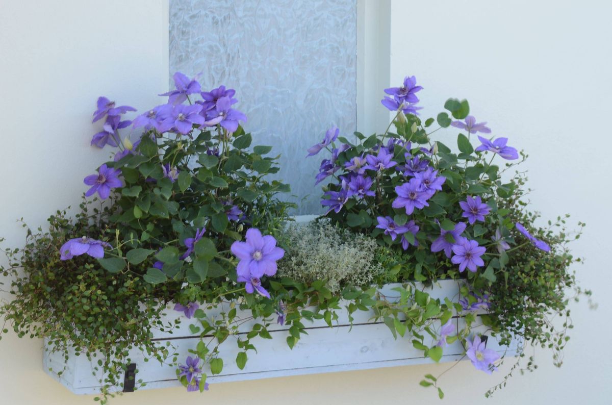 Clematis in windowboxes