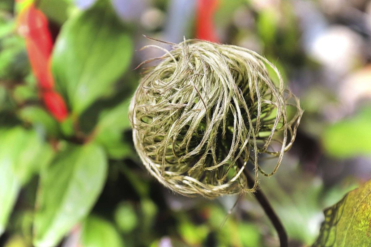 Clematis flower tufts at the end of summer