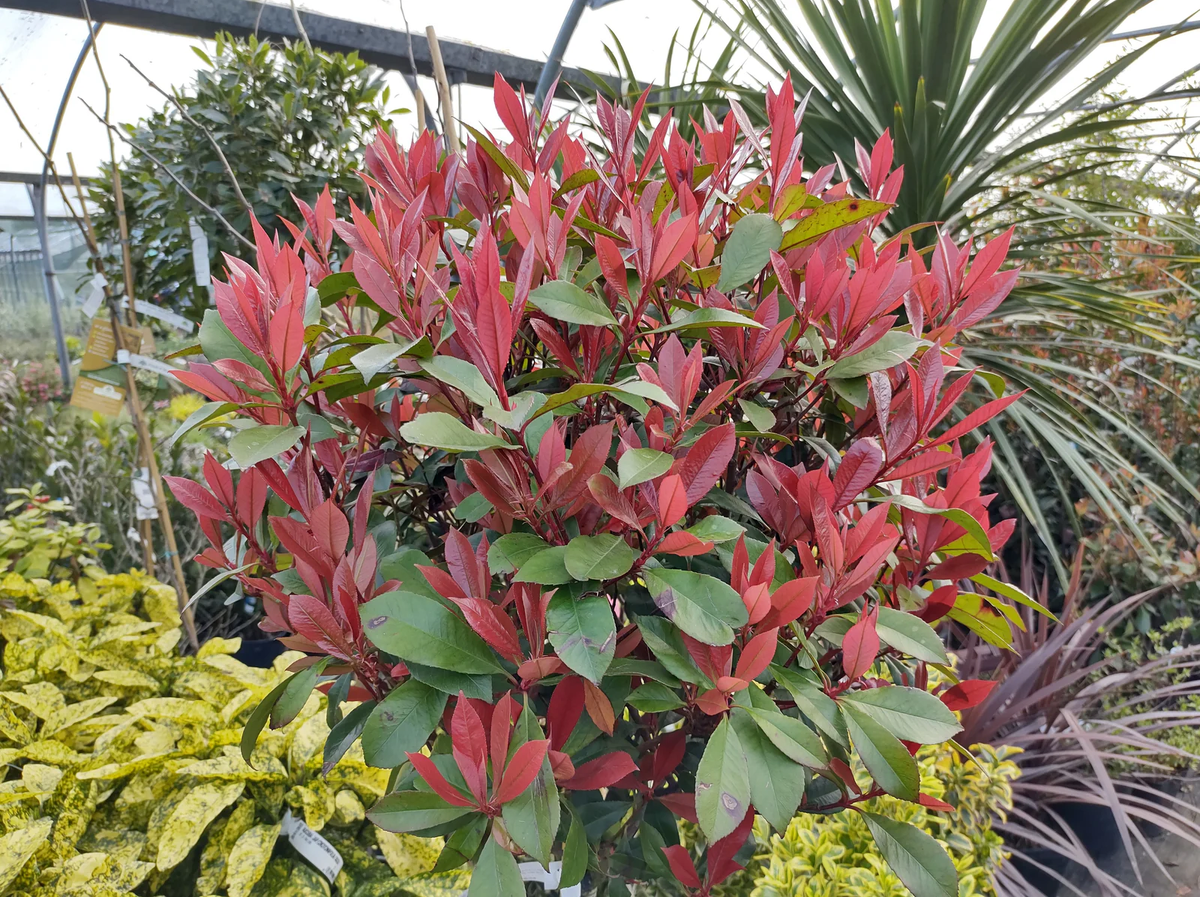 The evergreen tree is loved for its striking red foliage