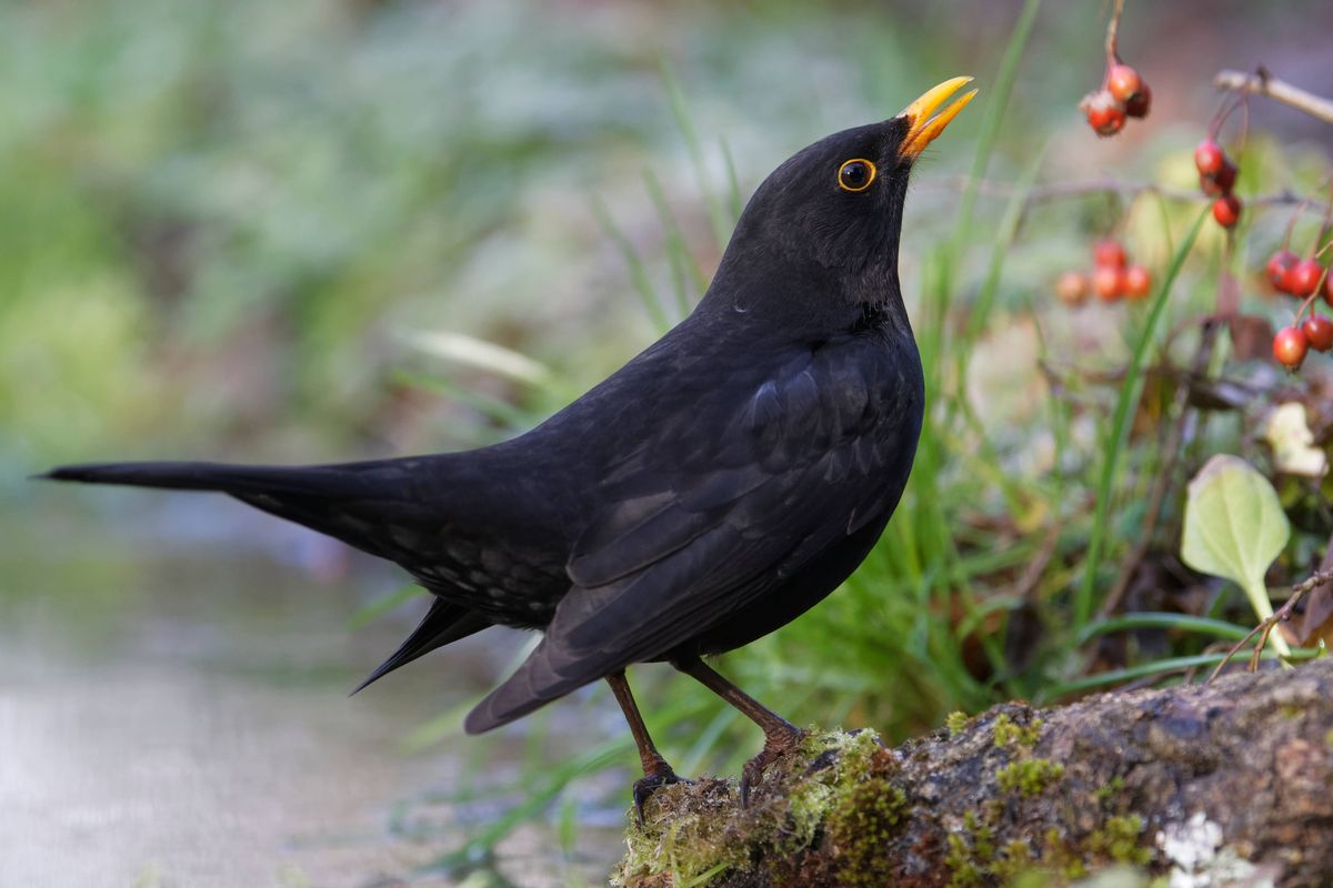 male black bird (Turdus merula)