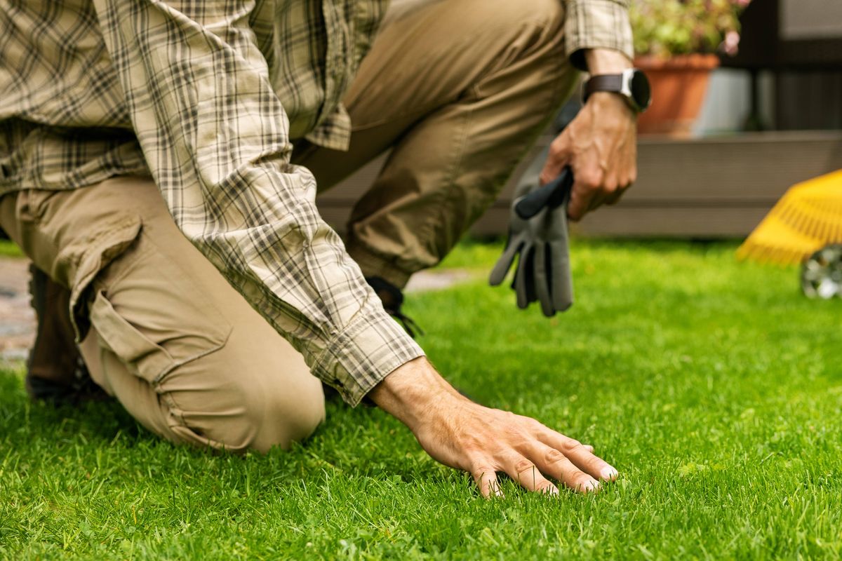 man touch perfect green grass with hand. lawn care and landscaping service.