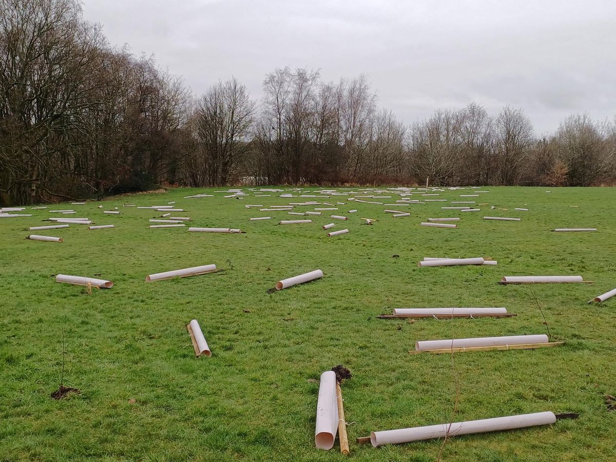 A total of 360 young trees were sown over two days across a third of a hectare