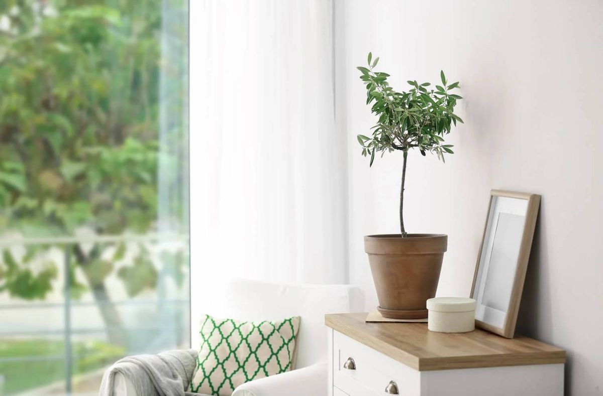 Olive tree in a pot pictured on a sideboard
