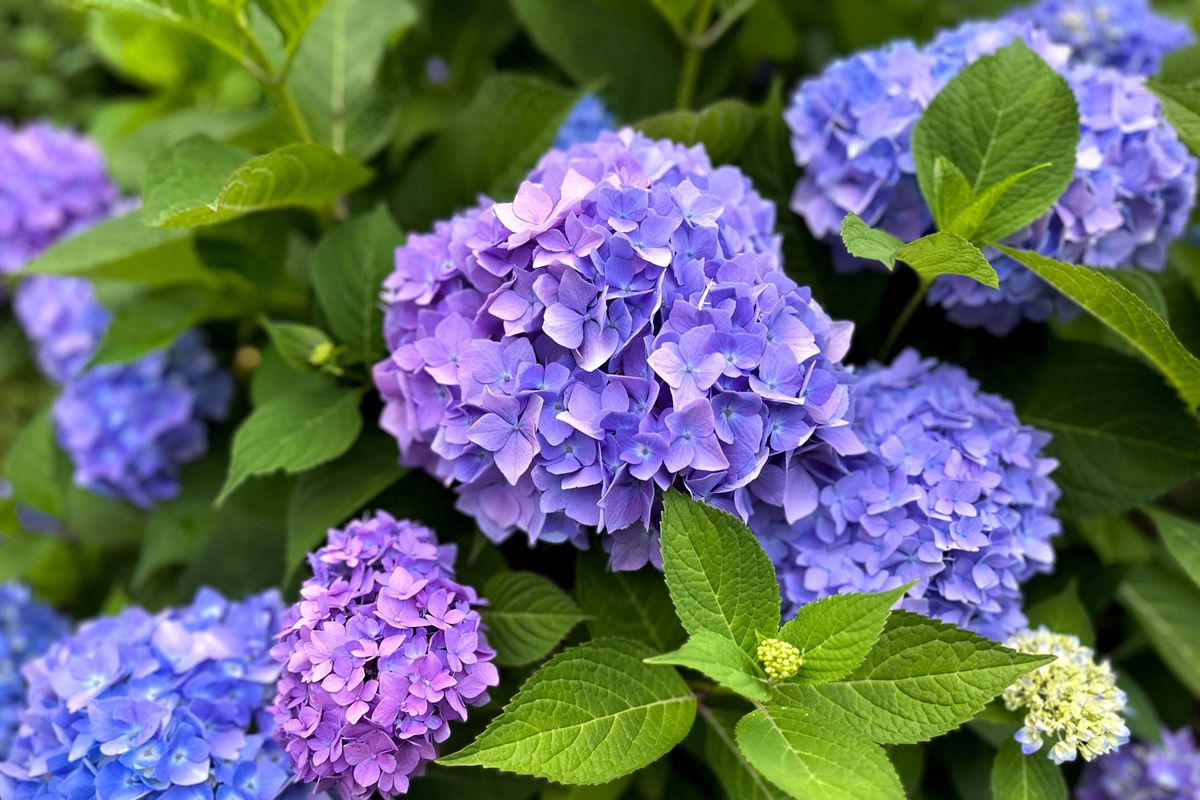 hydrangea bush in bloom