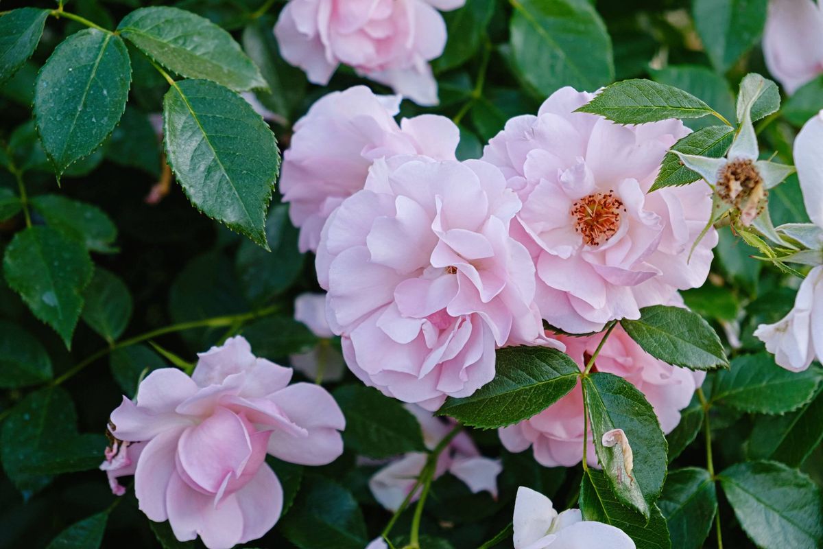 soft pink floribunda rose cluster with modern romantic garden aesthetic