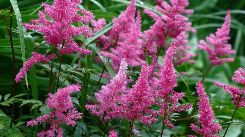 Pretty pink-flowering astilbes grow in a shady garden.