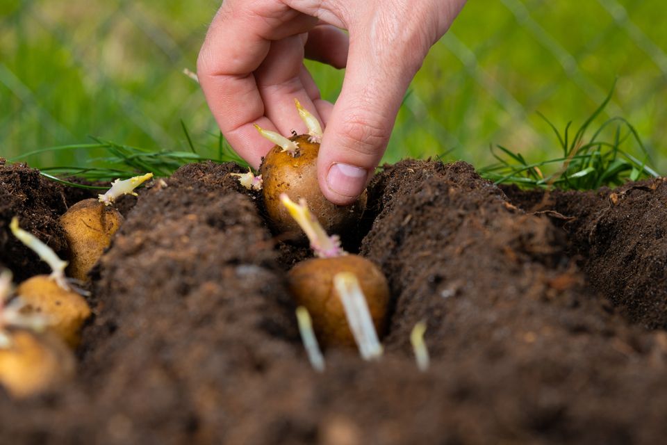 Planting potatoes