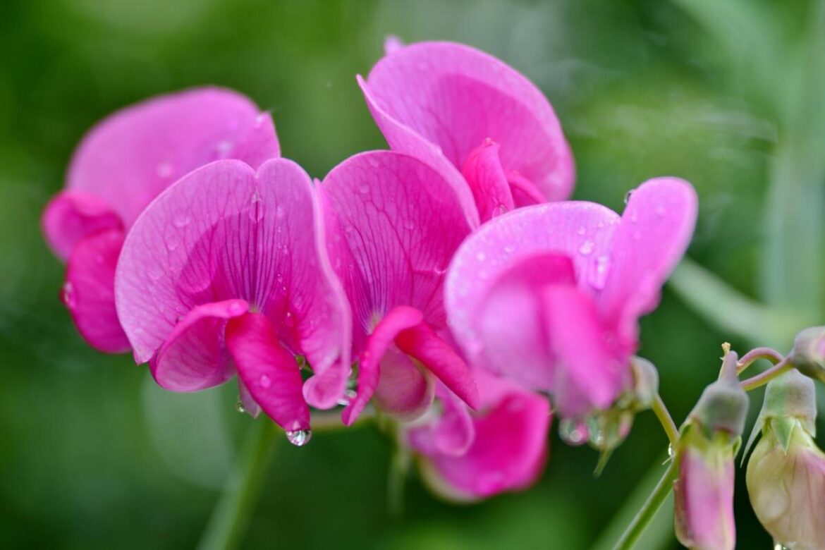 Garden society hosting talk on beloved sweet pea flower Garden society hosting talk on beloved sweet pea flower