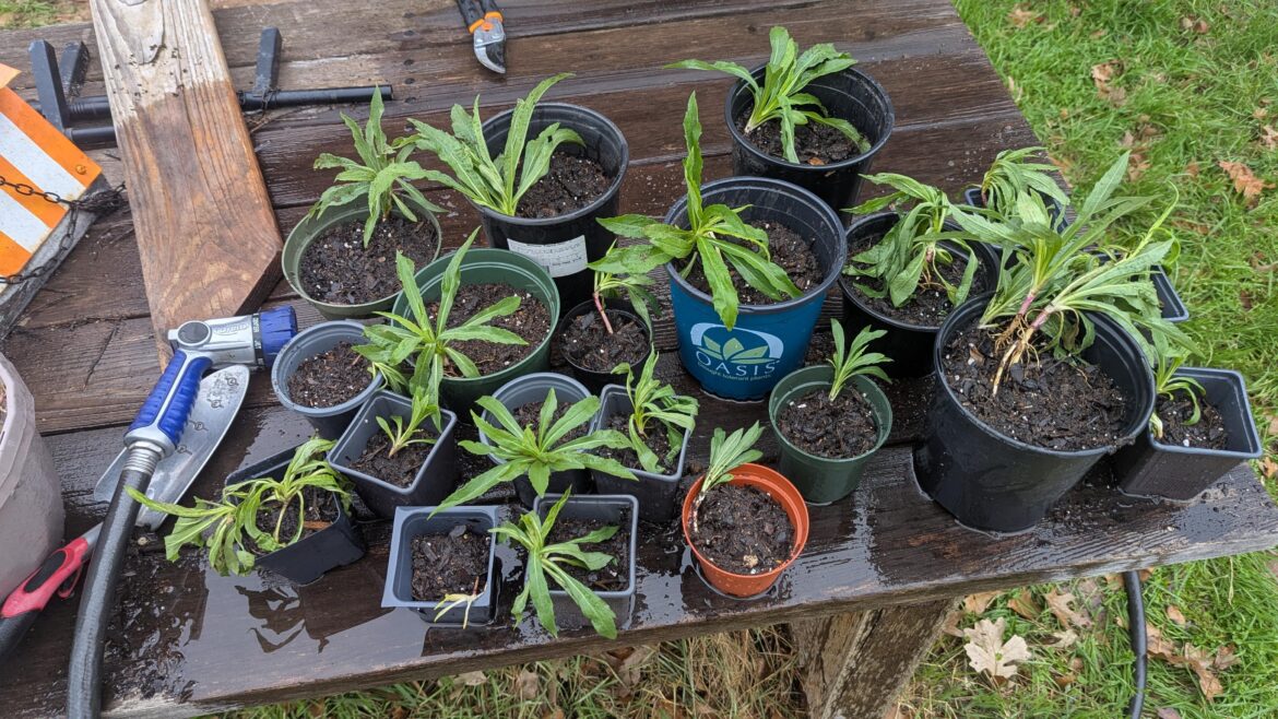 Does anybody want Goldenrod?