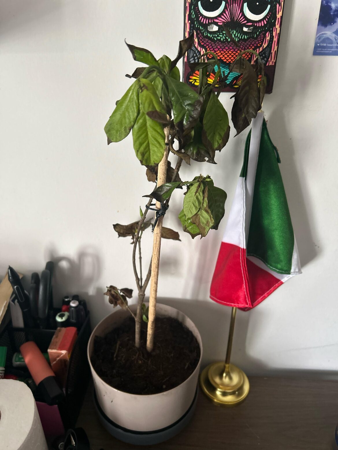 Ayuda no quiero que mi Gardenia se muera :( Ayuda no quiero que mi Gardenia se muera :(