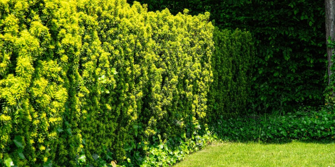 Is Your Hedge Too Tall? The Rule That Could Cost UK Homeowners £1,000