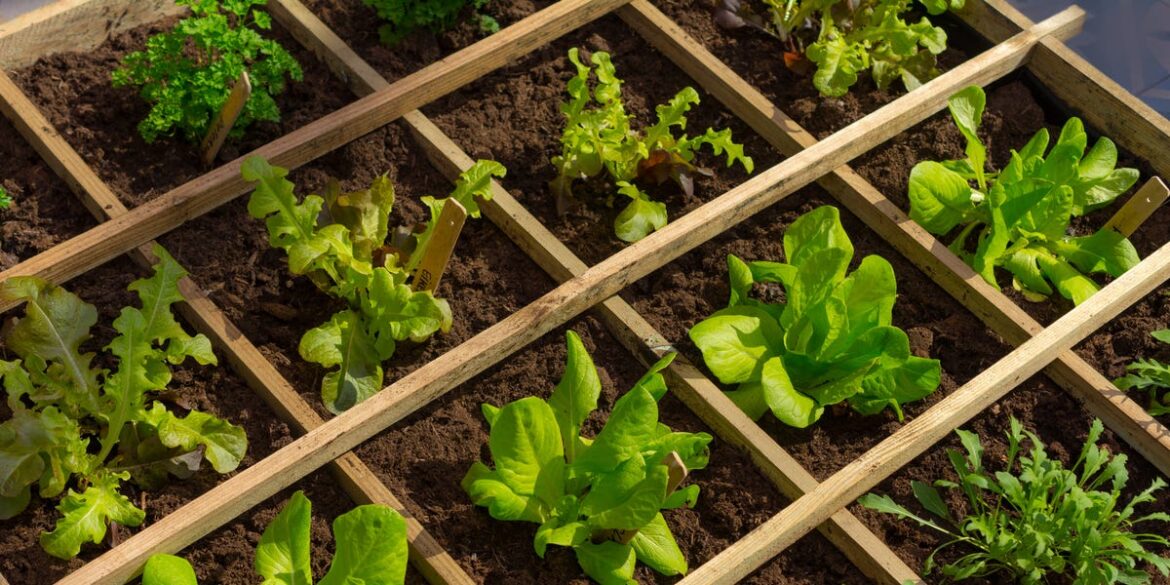 How to Maximize Space With a Square Foot Garden