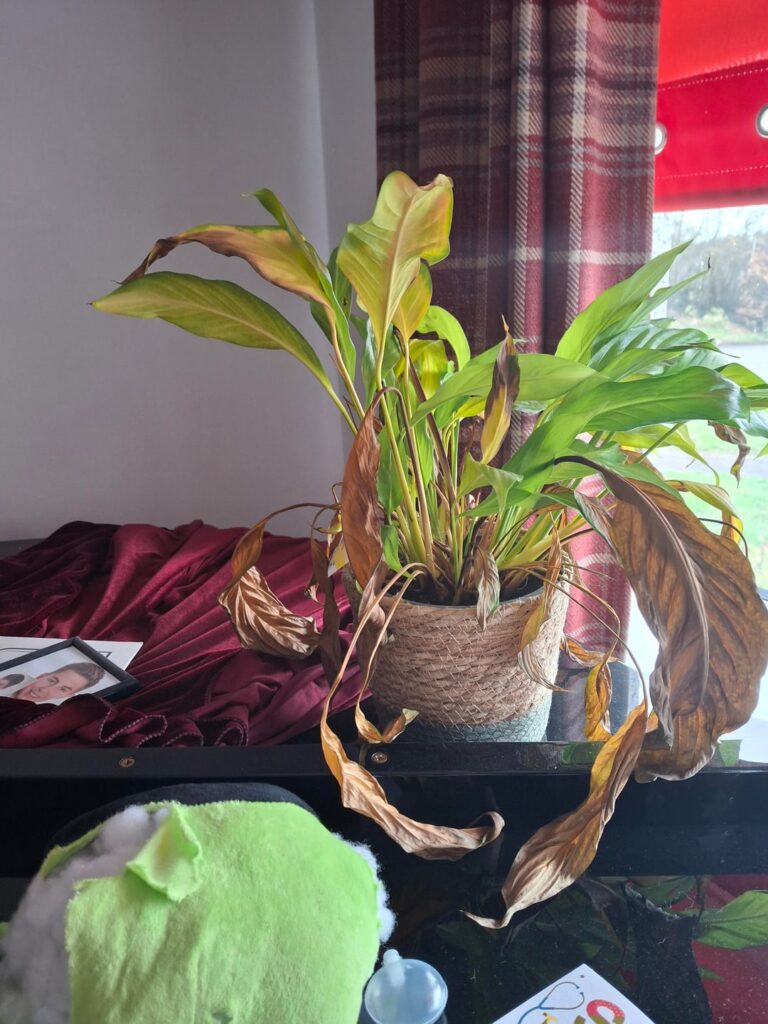 Peace lily desperately needs help