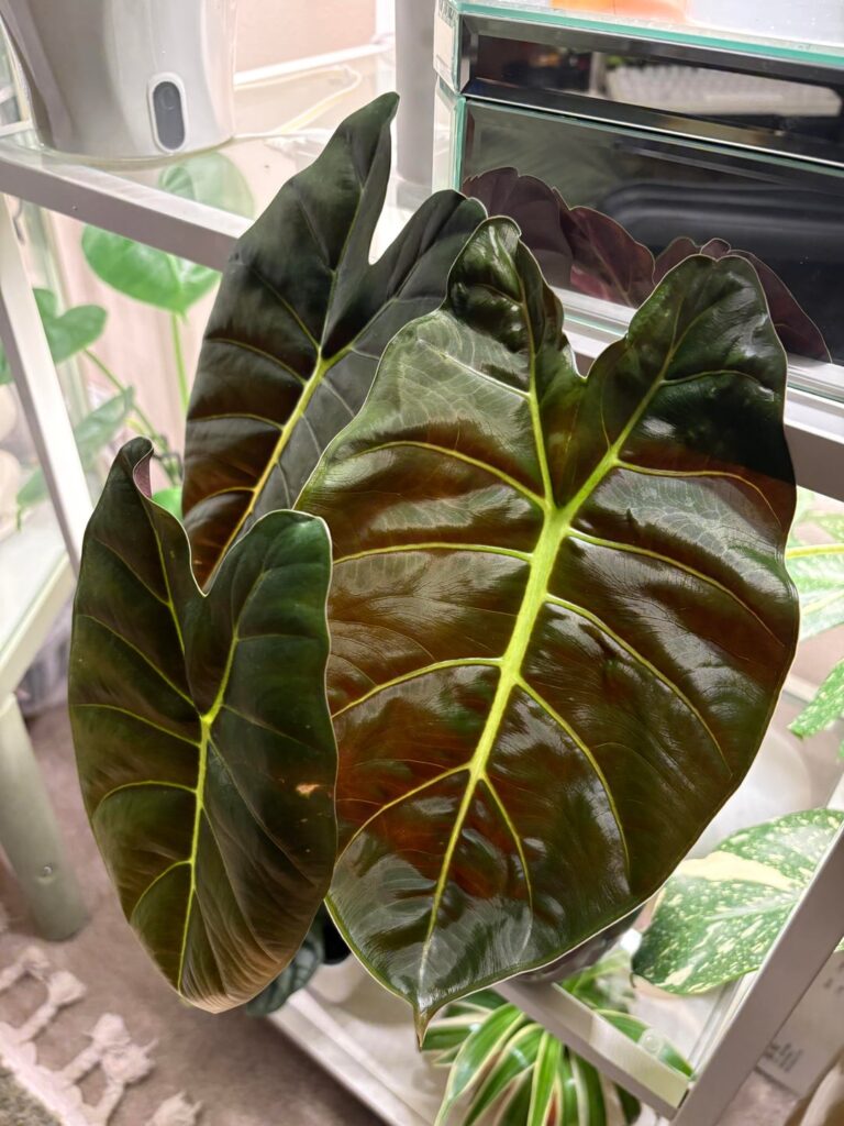 Unreal new leaf emergence on my golden bone