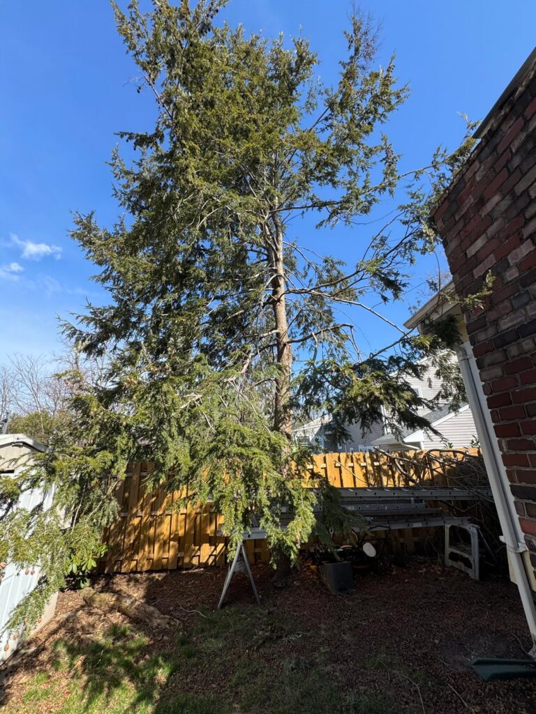 Hemlock Split - Take down?