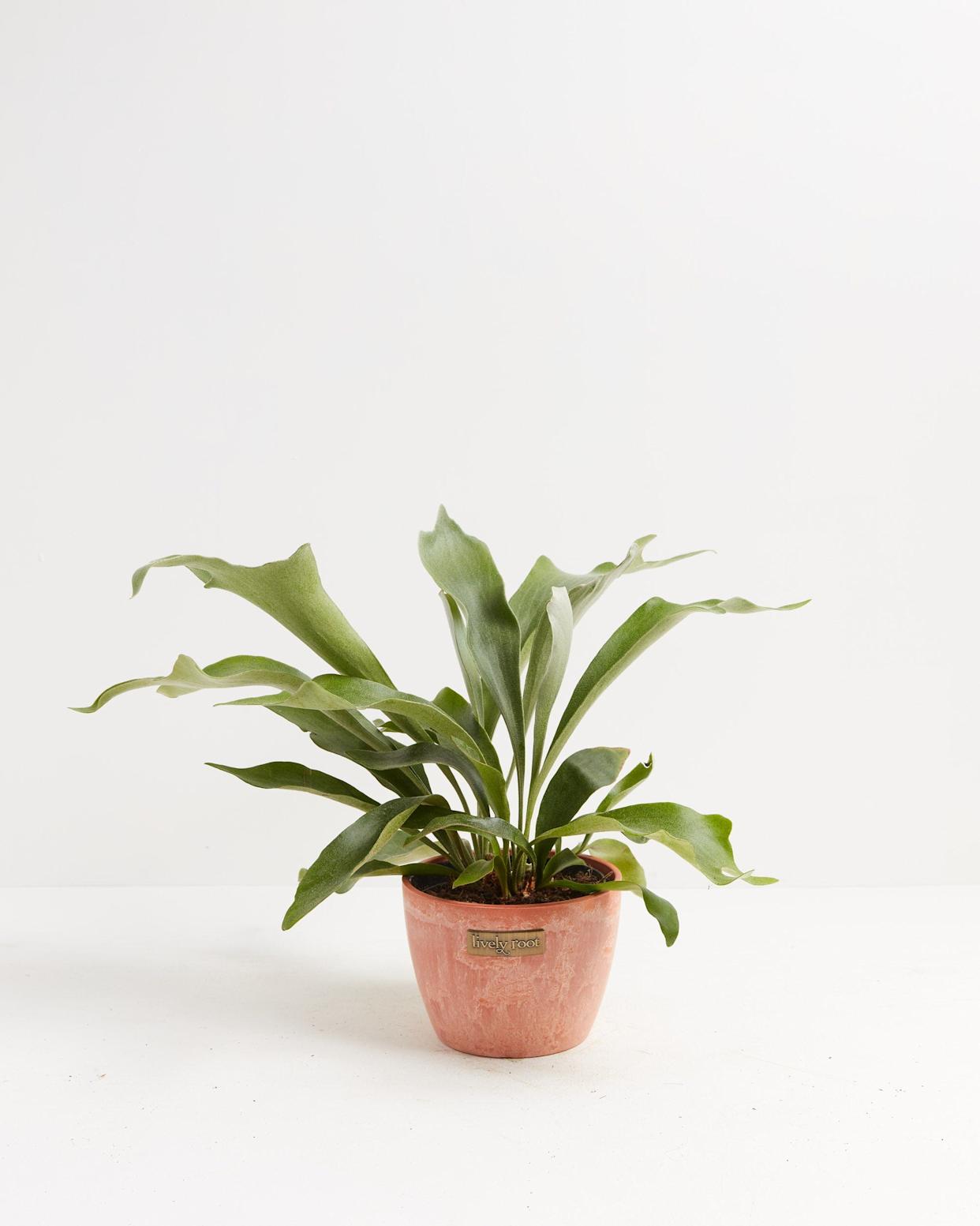 37 Low-Light Houseplants That THRIVE in Darkness