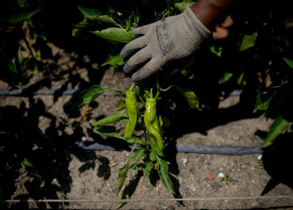 Gardening Tools for Beginners: The Must-Haves and the Unnecessary Miami Herald