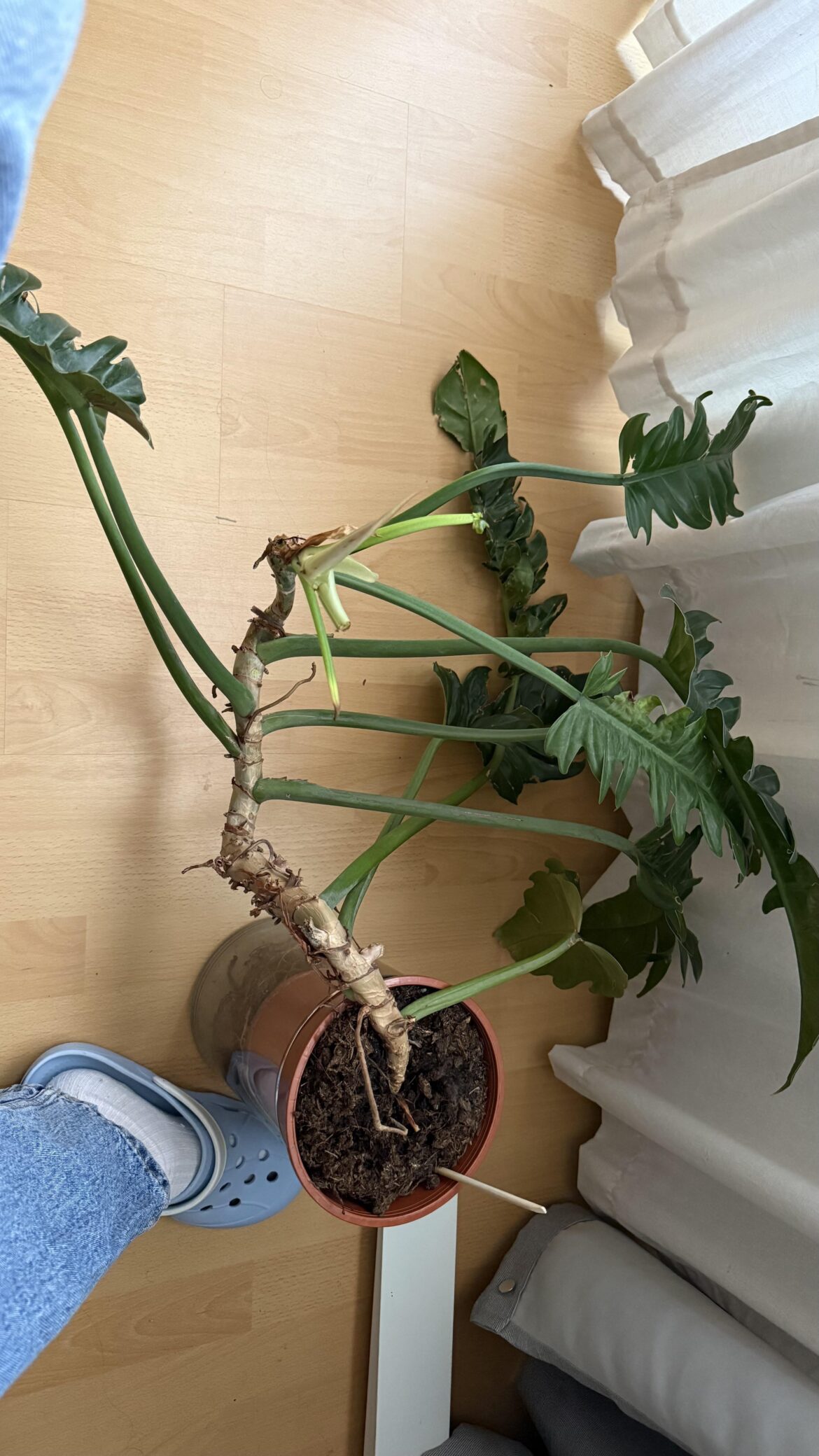 ID please
