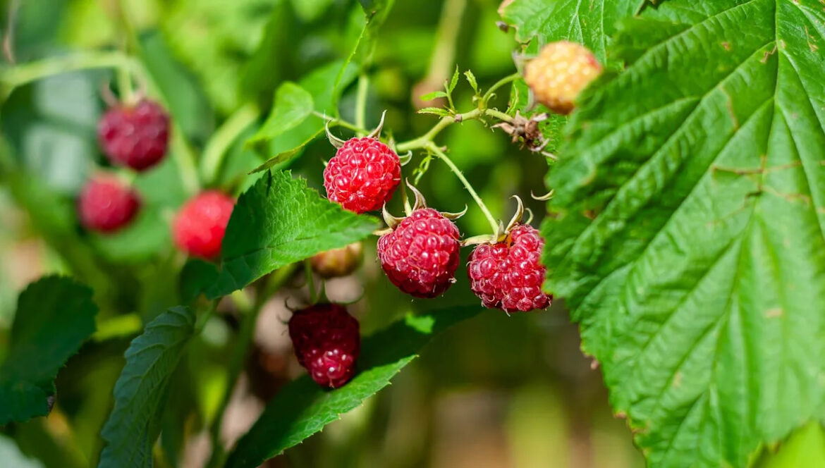 Homeowner issues warning after spotting alarming discovery in garden every year: ‘Kill on sight’ Yahoo lifestyle home