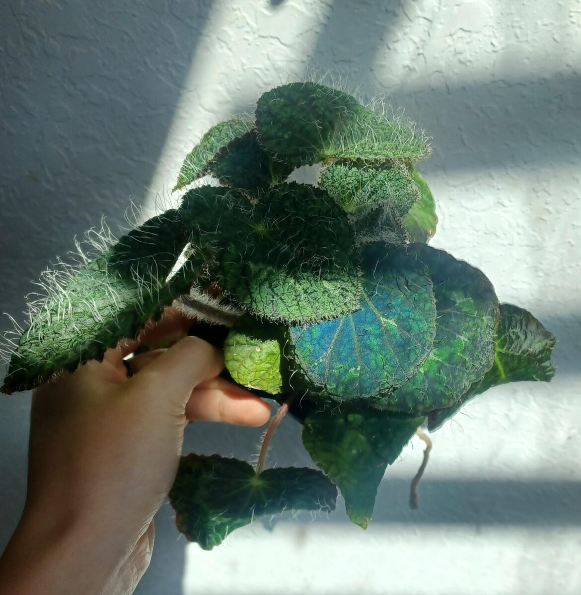 Begonia longiciliata sizemoreae