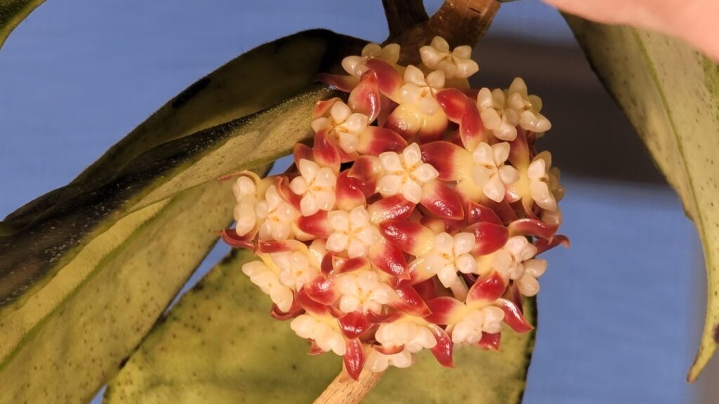 Hoya Callistophylla