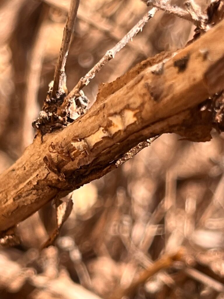 How do I save my Oregano?