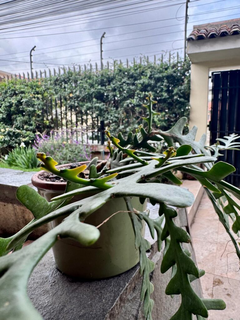 Update on my fishbone’s new growth