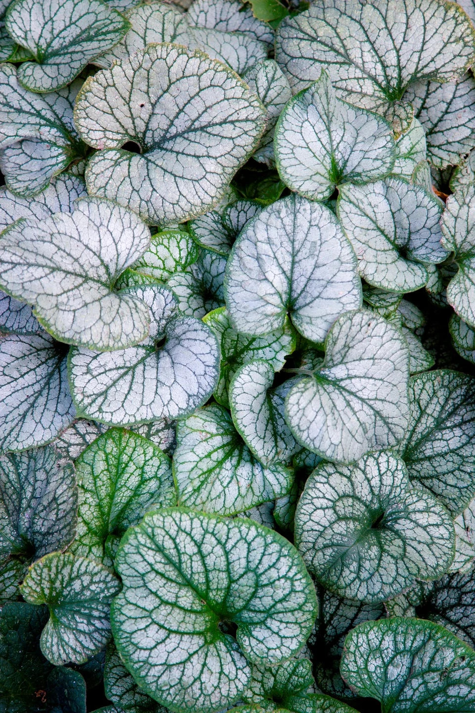 siberian bugloss 'jack frost'