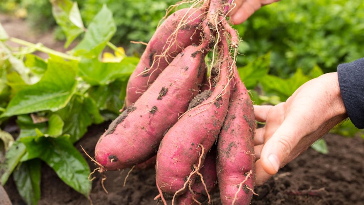 hands holding dug bush of sweet potato close up