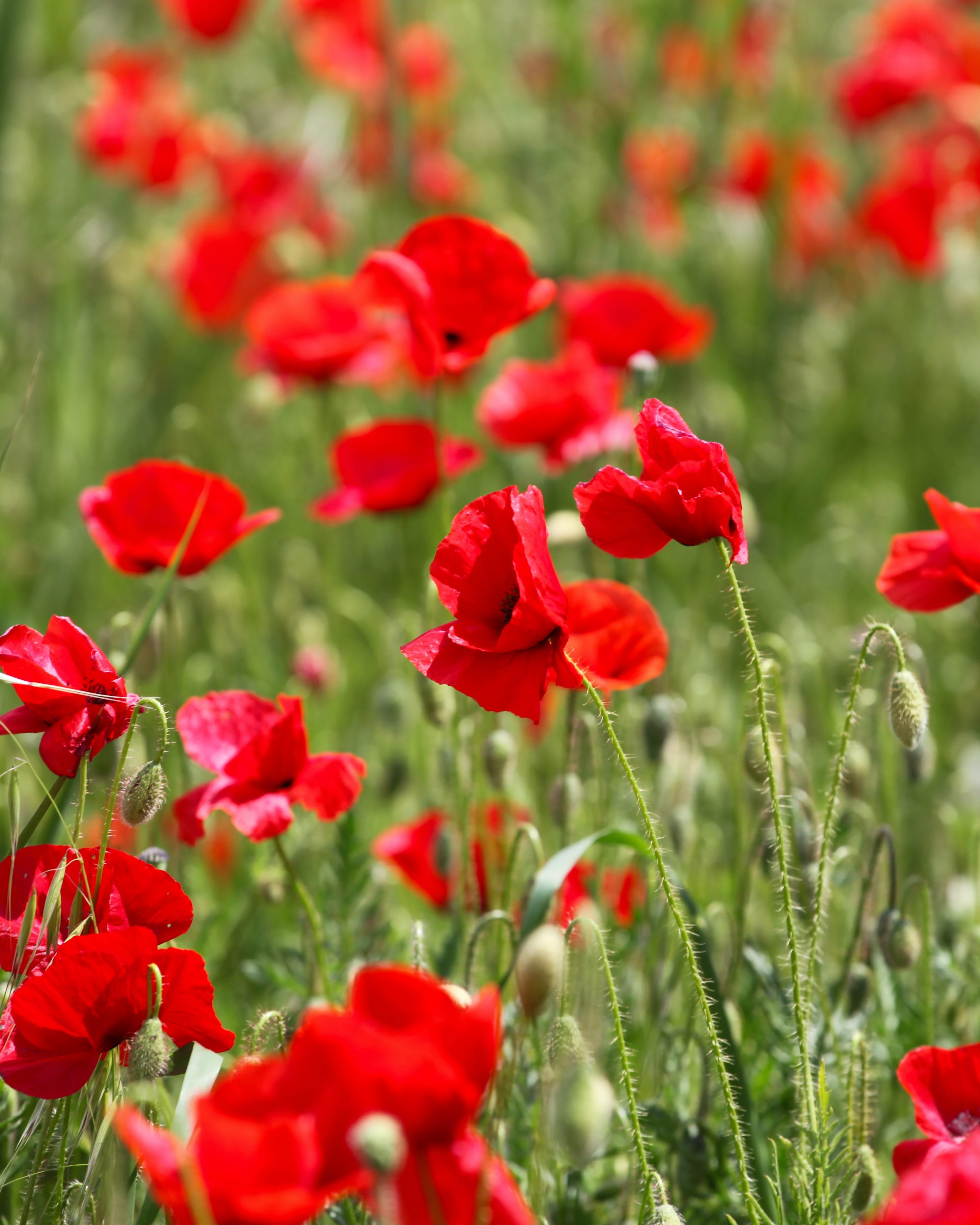 red poppies growing outside