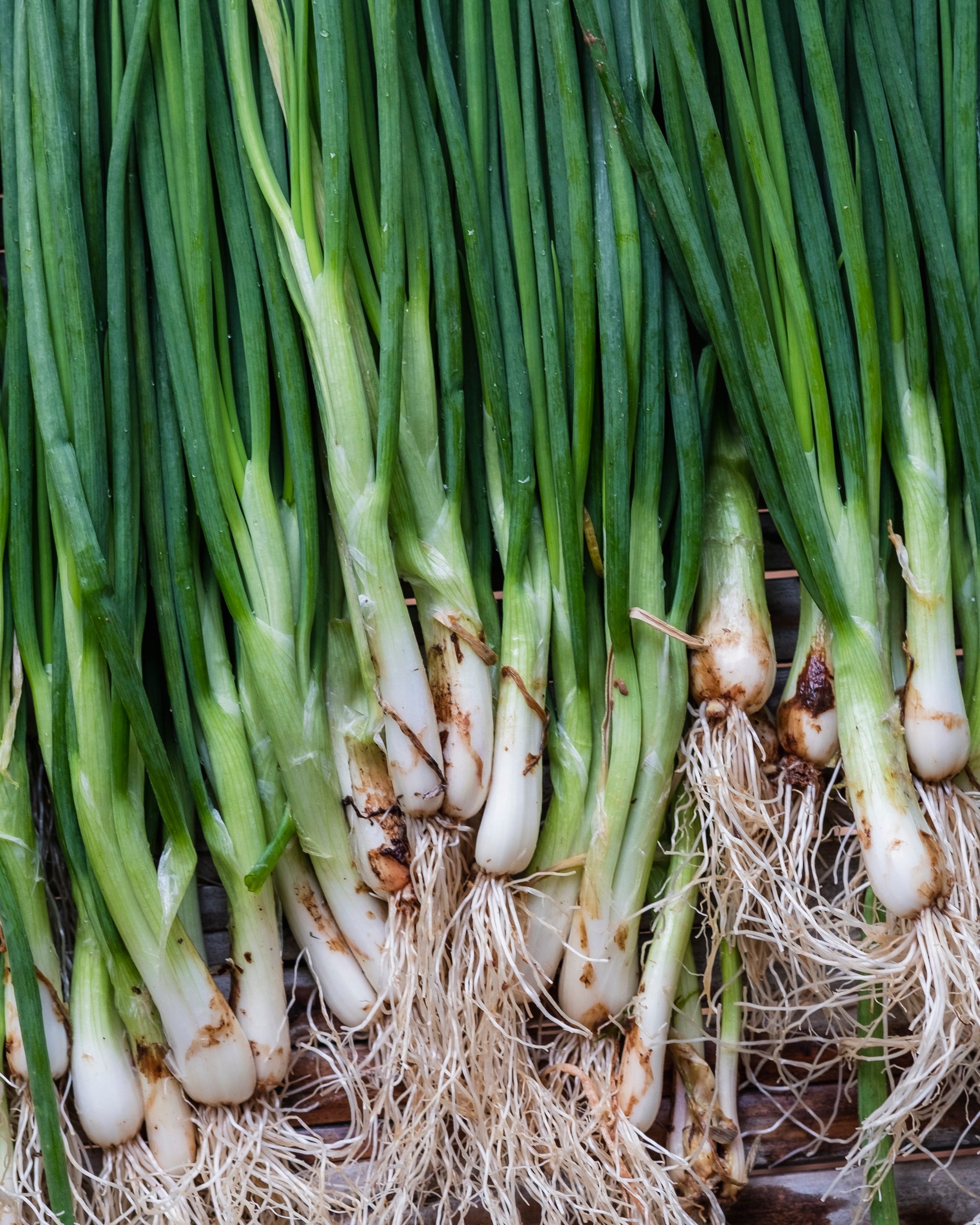 bunches of fresh green onions with roots