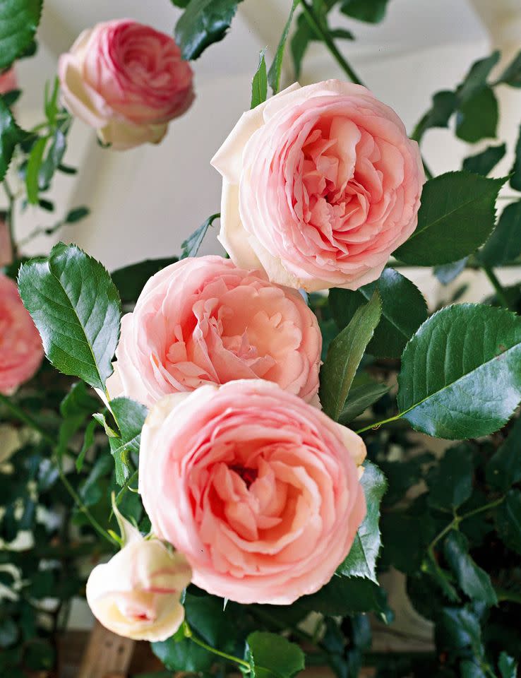 Credit: Mary Carolyn Pindar