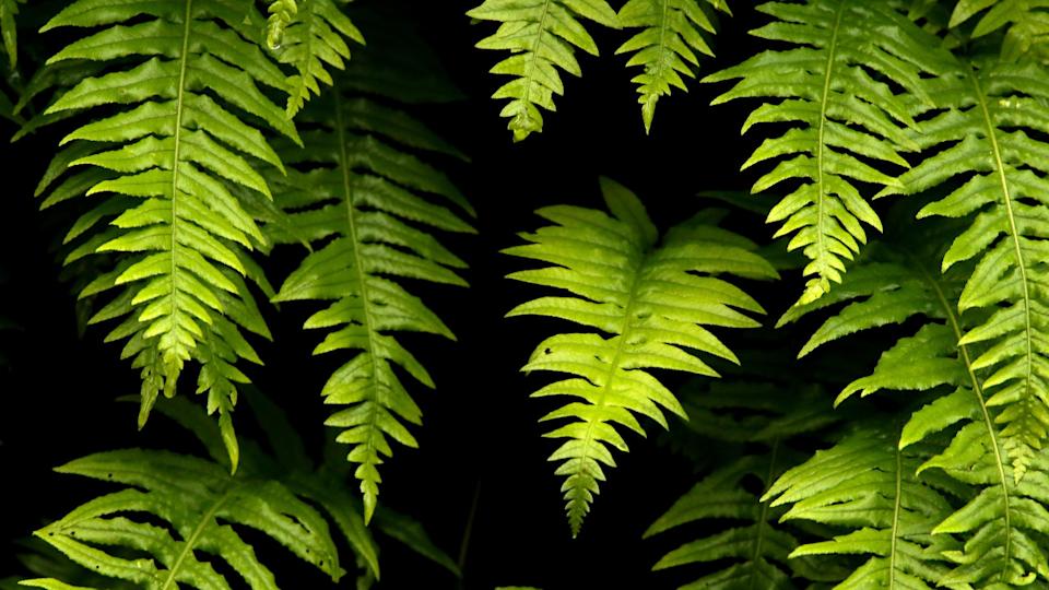 FernsMEEGAN M&period; REID&sol;KITSAP SUN &sol; USA TODAY NETWORK &sol; Imagn&period;com