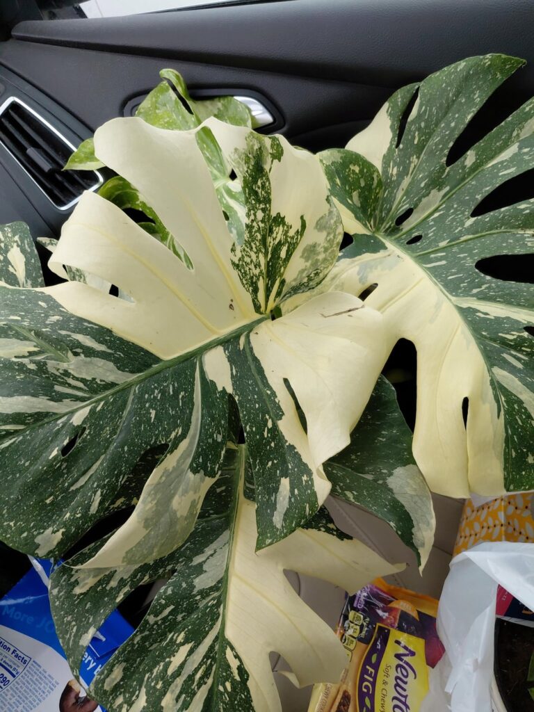 Helped the walmart staff unload, and was rewarded with pick of the litter.