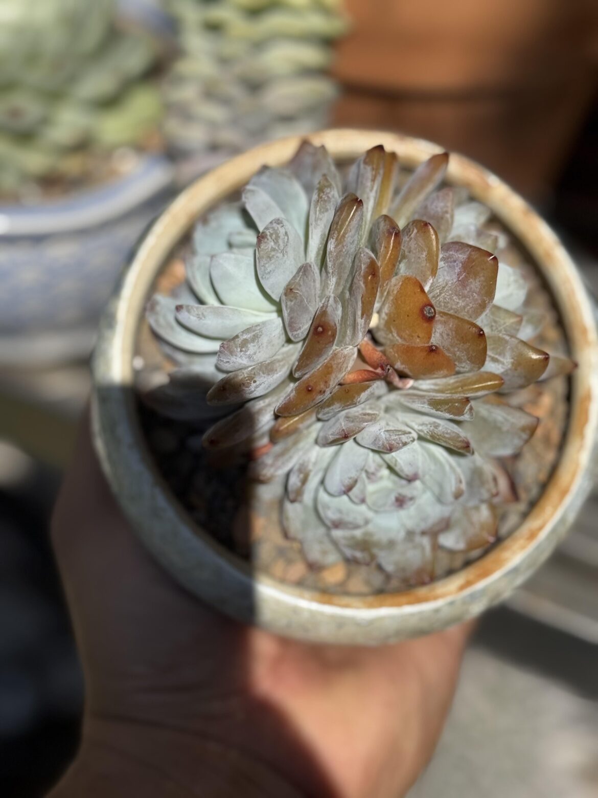 Can I get help identifying this guy?