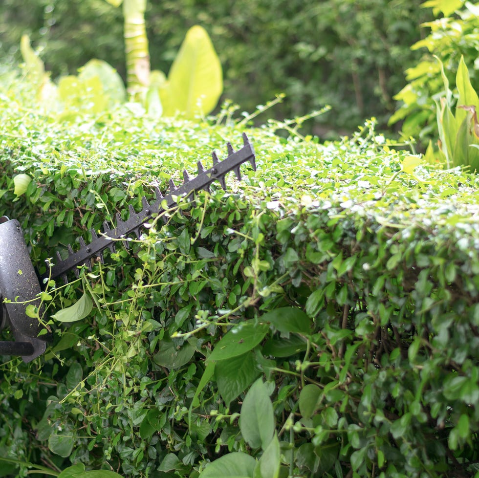 hands holding scissors and cutting the grass in the garden in the holiday