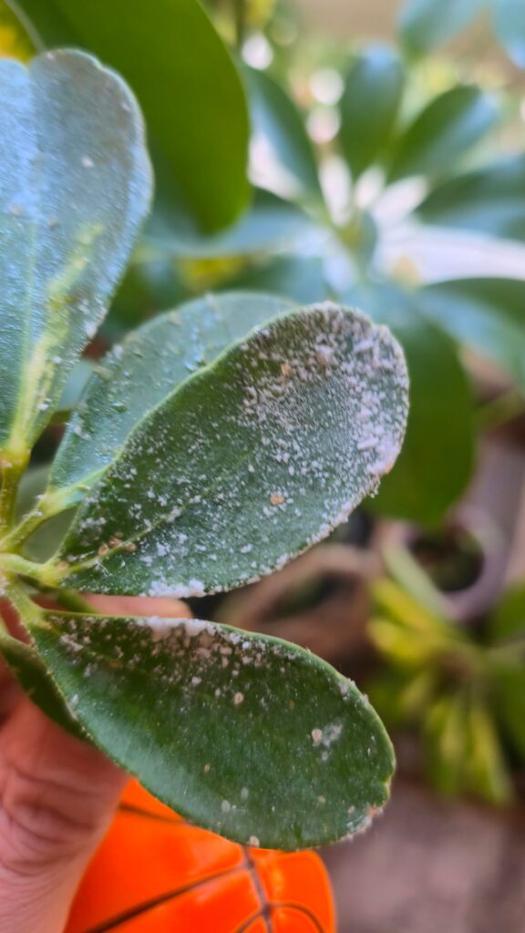 What is this sticky white stuff?? What is this sticky white stuff??