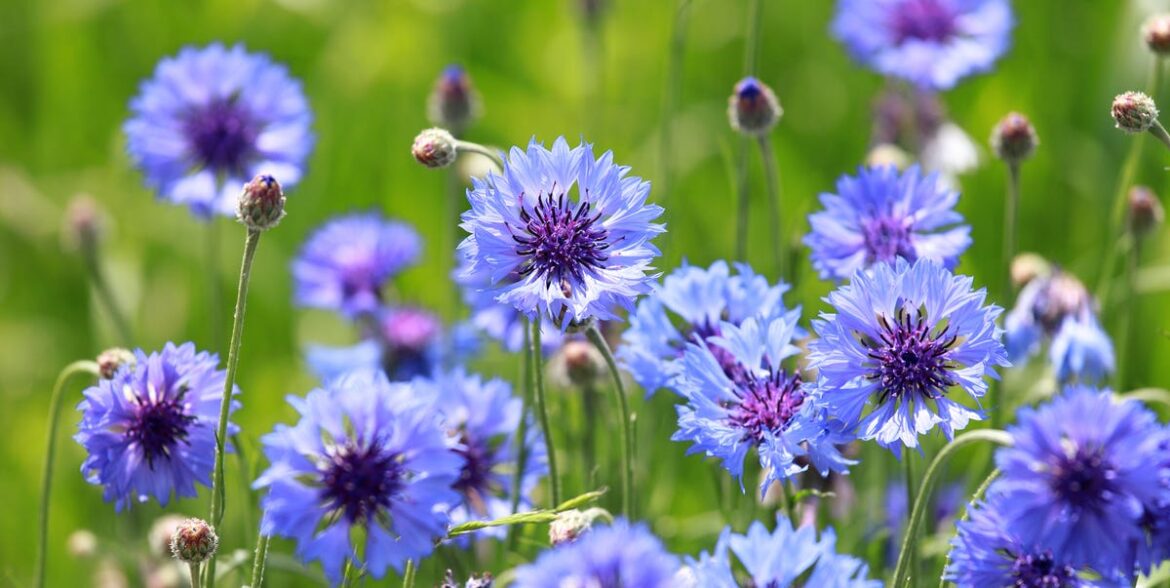 21 Best Annual Flowers To Grow For A Beautiful Garden – Including Charming Cosmos 21 Best Annual Flowers To Grow For A Beautiful Garden – Including Charming Cosmos