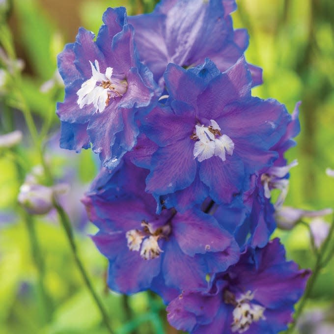 How to Grow and Care for Delphiniums