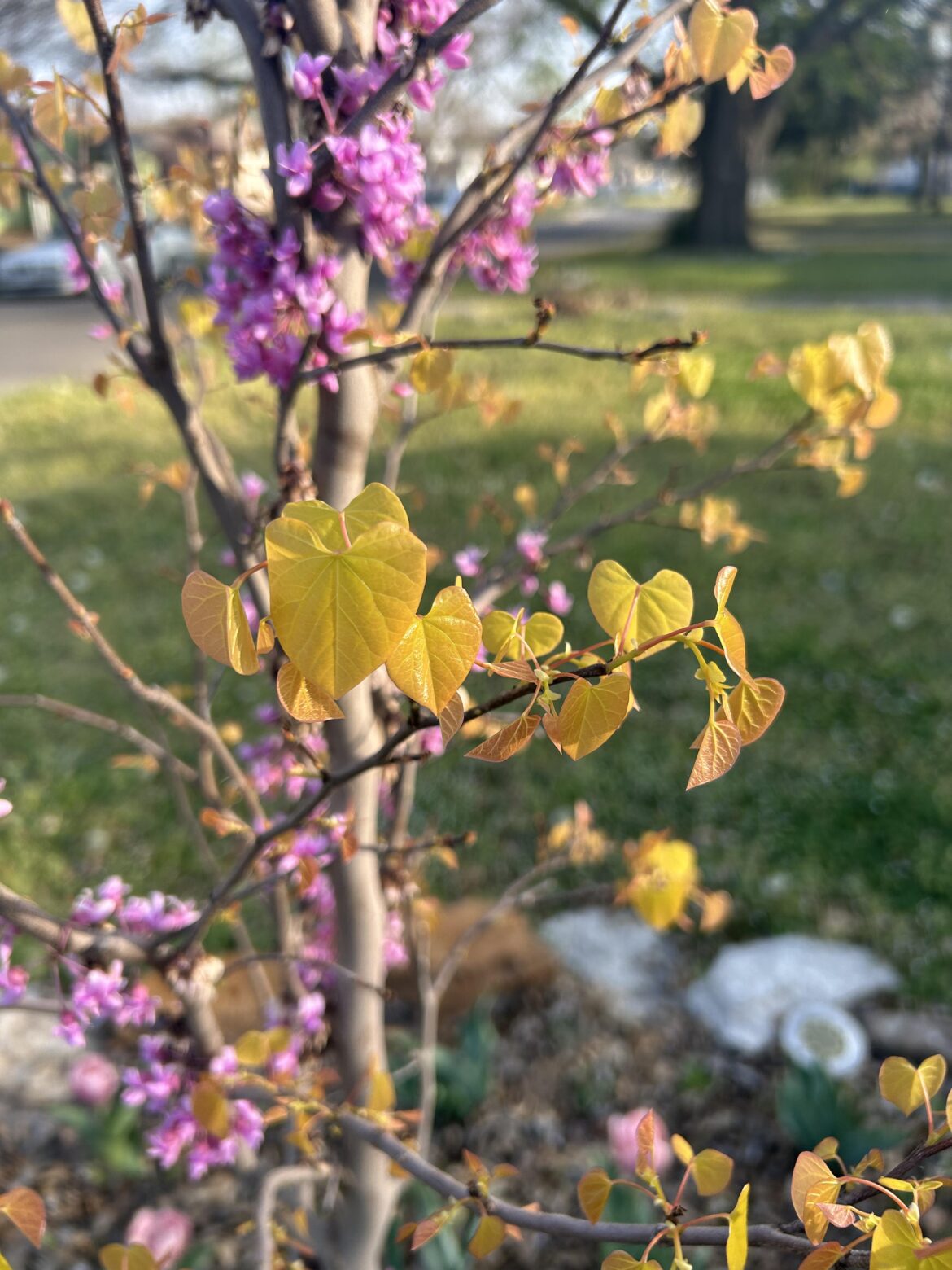 Rise N Shine Redbud
