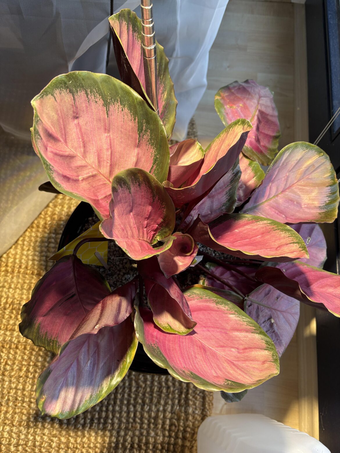 FYI: My Calathea is still alive (but pale) FYI: My Calathea is still alive (but pale)