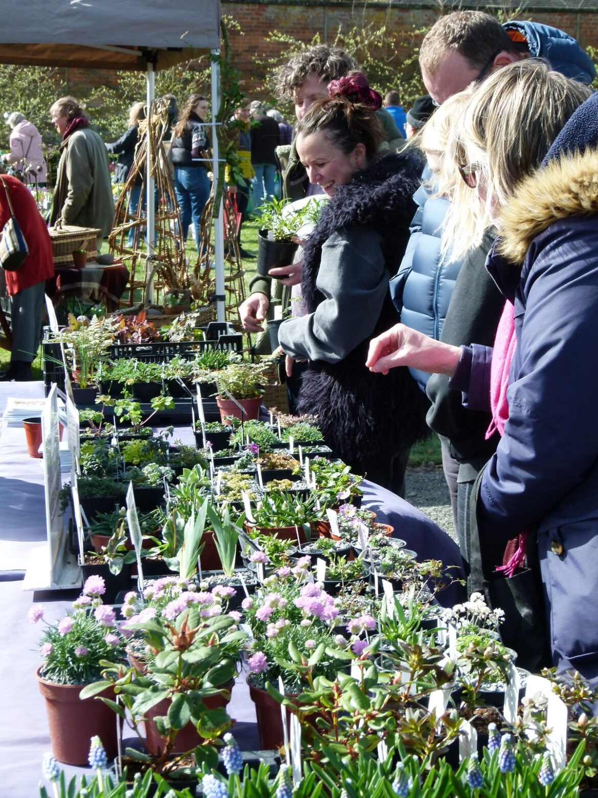 Historic walled garden opens for plant fair in Staffordshire town Sugnall Walled Garden Spring Plant Hunters Fair takes place on Sunday 29th March
