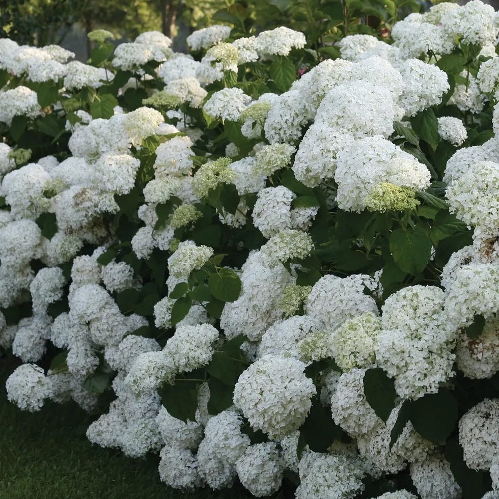 Hydrangea Incrediball ™