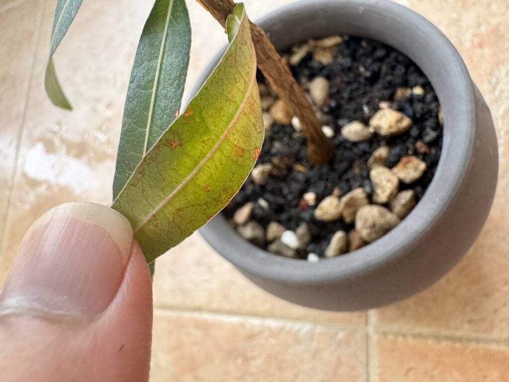 Why are my QLD bottle tree leaves turning yellow and red spots?
