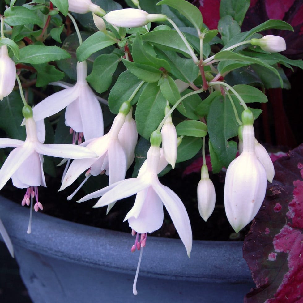 <p>Fuchsia ‘Windchime White & White’</p>