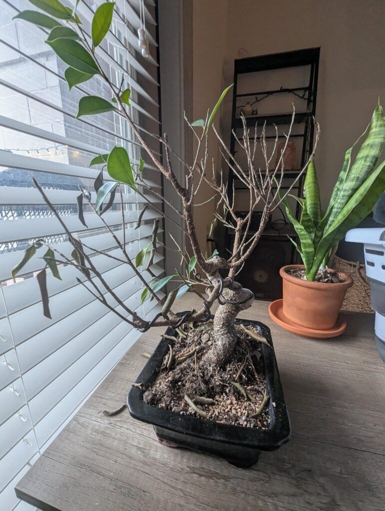 Can I save this ficus bonsai? Can I save this ficus bonsai?