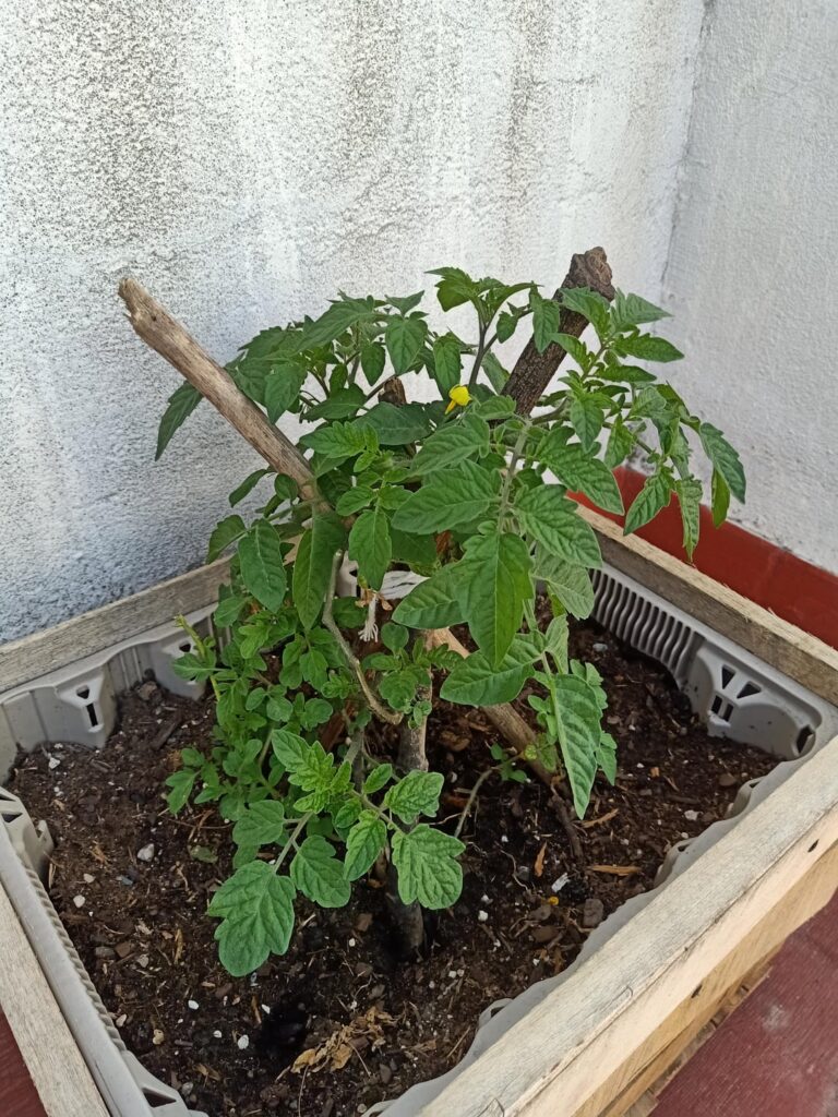 Support for tomatoes