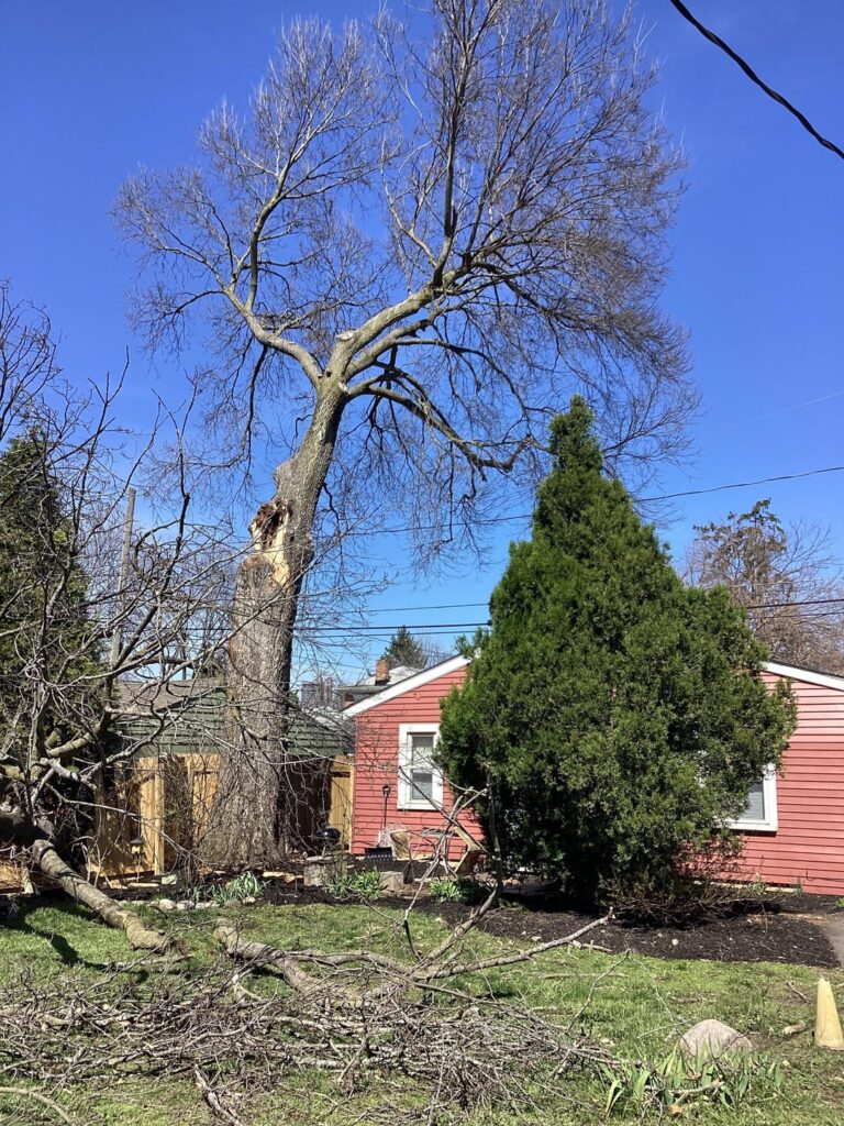 What is the possibility of the remaining limb falling in the next storm? What is the possibility of the remaining limb falling in the next storm?