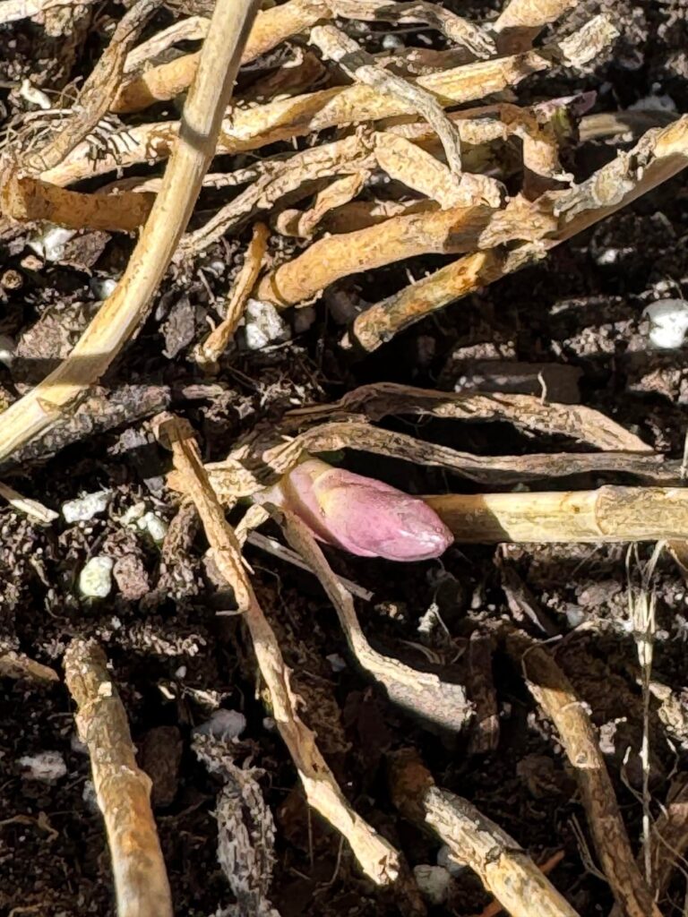 First (second?) year trying to grow asparagus. Is this the final product finally emerging?